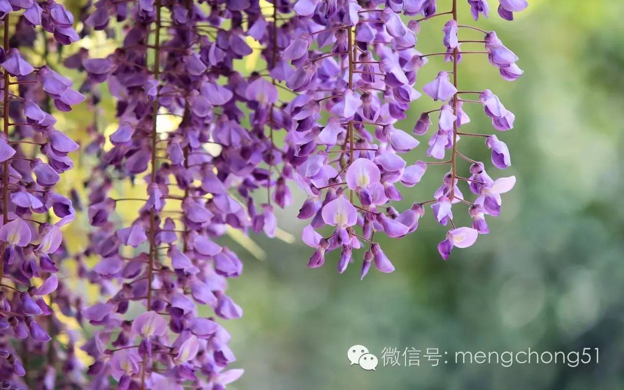 对猫咪有毒的植物有哪些？猫咪误食毒性植物怎么办？