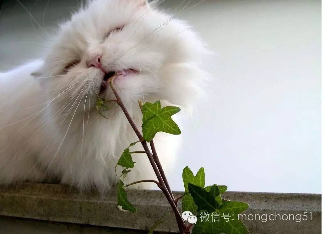 对猫咪有毒的植物有哪些？猫咪误食毒性植物怎么办？