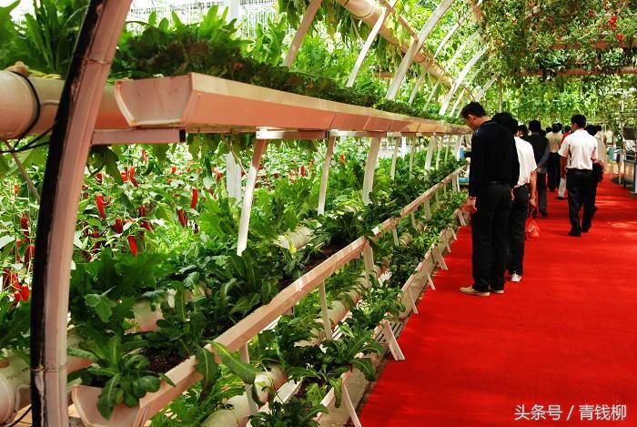 番茄有机生态型无土栽培技术,有机生态型无土栽培的特点