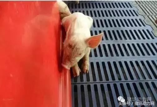 母猪产后无乳怎么办?原来问题在这里