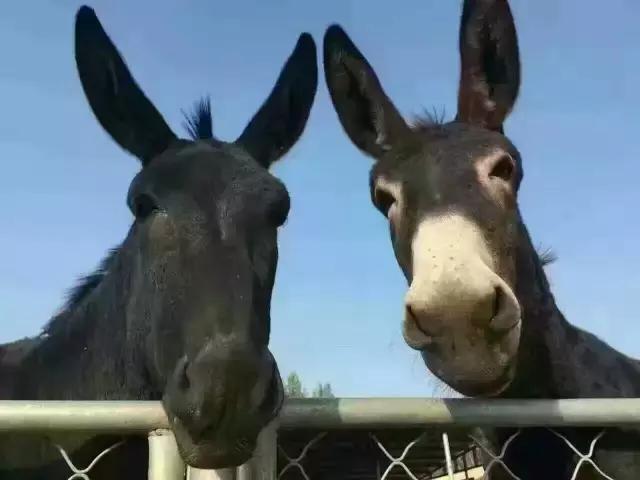 天上龙肉地下驴肉火锅,天上龙肉地下驴肉特色驴肉火锅