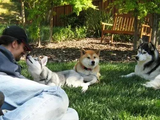 关于狗的冷知识拉布拉多,哈士奇冷知识狗语十级