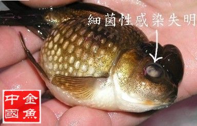 金鱼常见病及防治方法,家养金鱼如何消毒