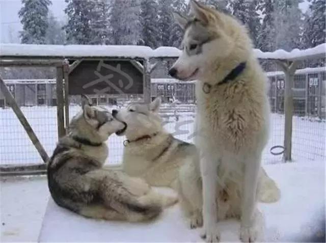 千万不要点开原声是什么梗,千万不要点开原声好吗