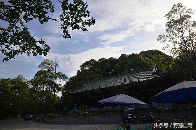 新疆野鹅自驾游视频,野鹅圣诞节自驾游