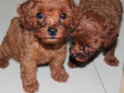 怎么样判断泰迪是否得了蛔虫,泰迪幼犬细小怎么治最有效