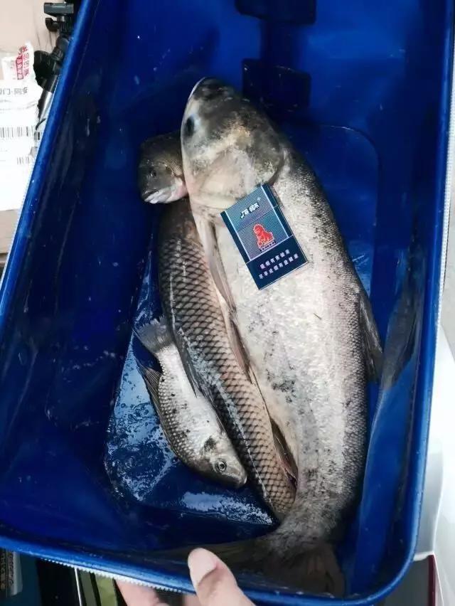 三兄弟垂钓视频,三兄弟钓鱼视频大全集