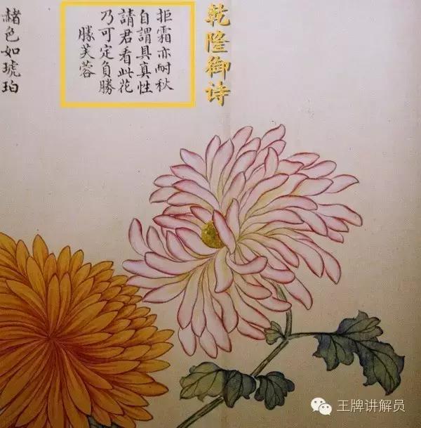 故宫文物菊花,故宫藏菊花长卷