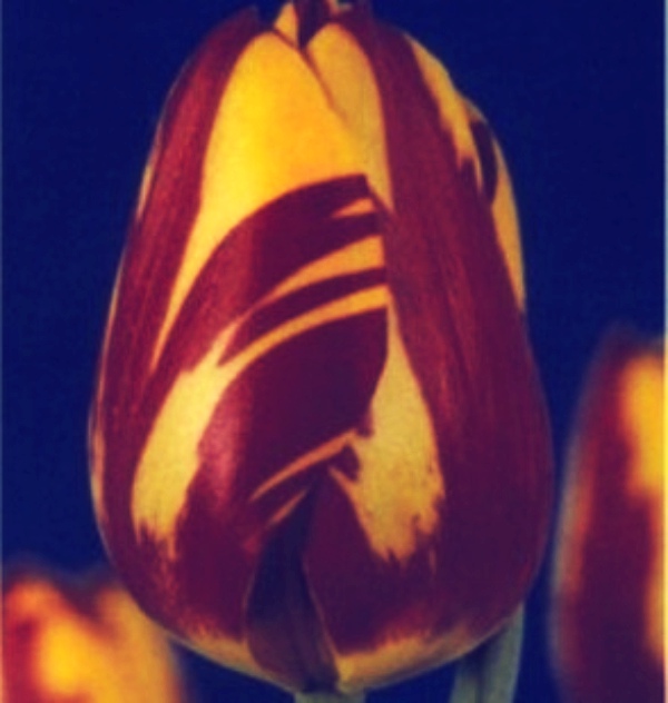 闃冲厜涓嬩簲棰滃叚鑹查儊閲戦鍥剧墖澶у叏,鏂囪壓娓呮柊鐨勯儊閲戦鍥剧墖澶у叏