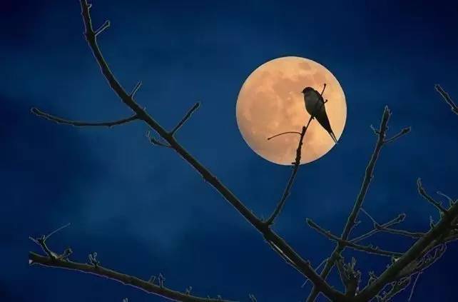 「诗词鉴赏」看冬日圆月赏最美诗词