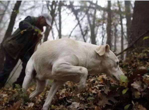 松露新口味,顶级松露的秘密