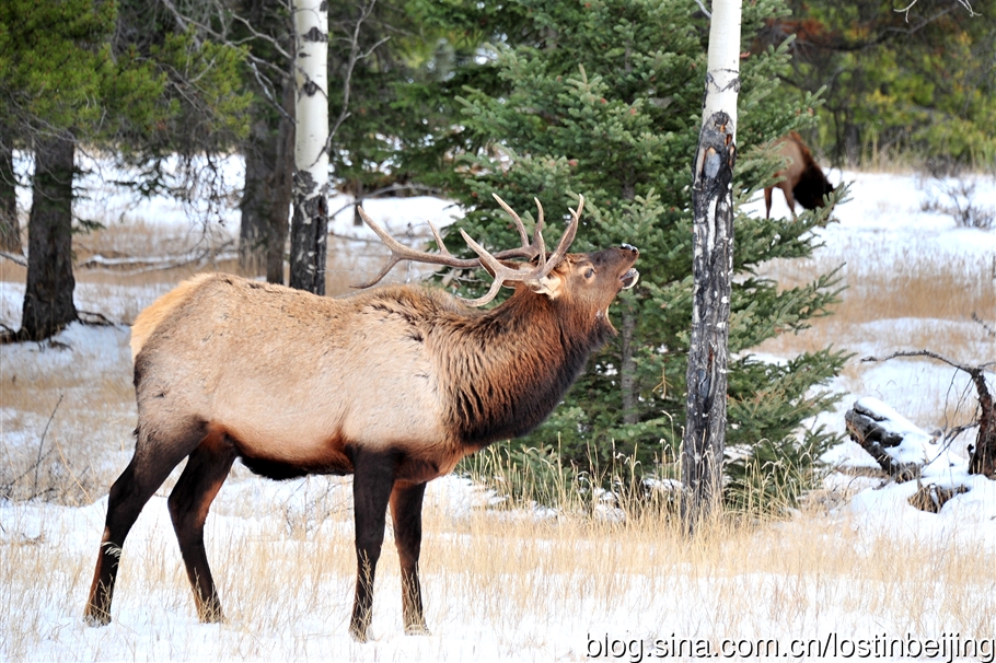 冰走峡谷邂逅贾斯珀精灵
