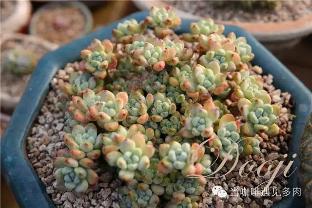 老桩大群多肉,大盆群生老桩图片大全