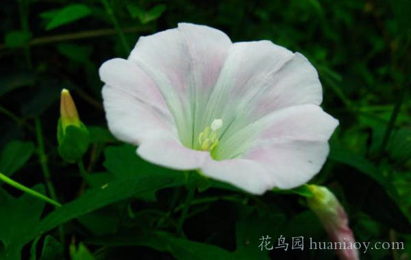 春天田间地头常见的小野花,乡间真正的小野花