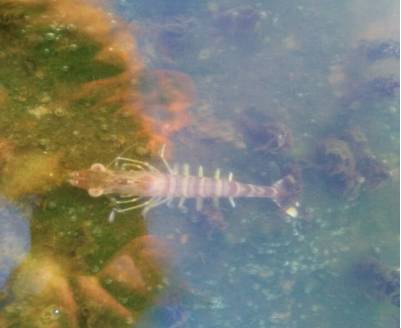 对虾纤毛虫哪个阶段比较容易出现,怎样防治对虾的孢子虫