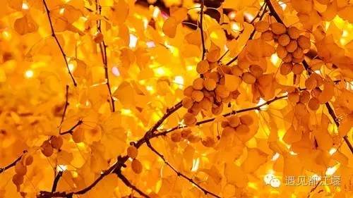 成都西部银杏第一村 (成都市周边哪里的银杏最多最美)