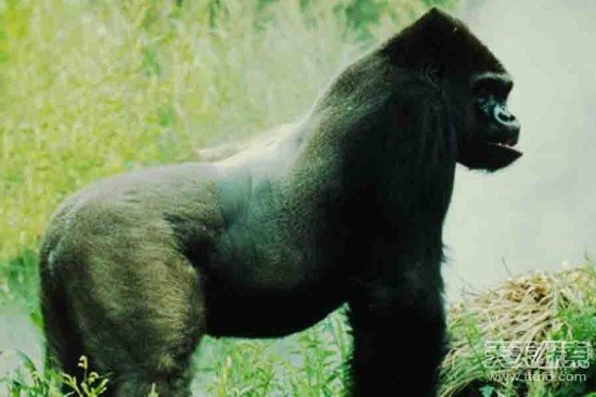 世界上最强的灵长类动物,盘点世界上怪异的巨大动物