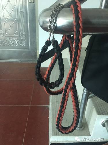 金毛从成年开始养,金毛养成