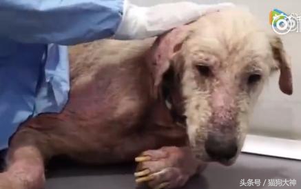 可怜狗狗被救活,可怜的狗狗死了