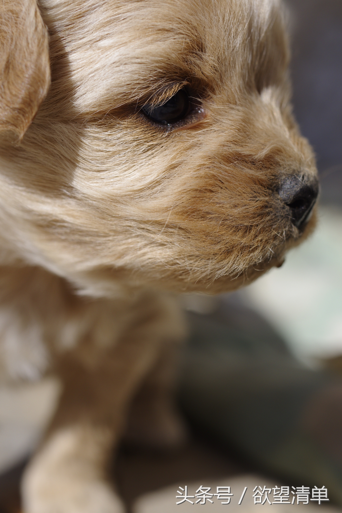 主人给刚出生的小狗喂大鱼吃,狗狗生了一窝小狗给妈妈炖鱼汤