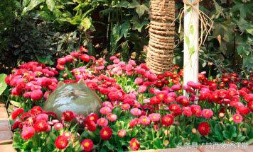 280平花园法式,我家花园的氛围感