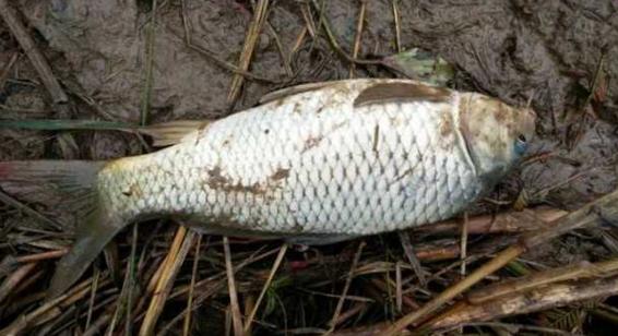 钓鱼人太牛！大风大雨中垂钓也能迎来鲤鲫大丰收
