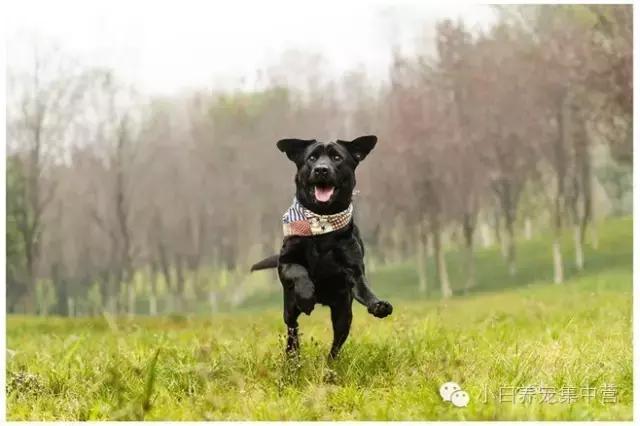 拉布拉多是不是家养的最佳犬种,萨摩耶拉布拉多犬是哪里的犬种