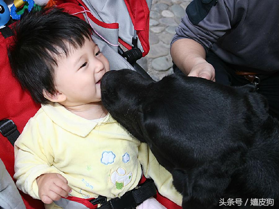 大狗黑色黄色,大狗黑灰色