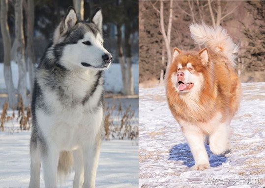 纯种阿拉斯加是黑十字吗,纯种阿拉斯加是长毛还是短毛