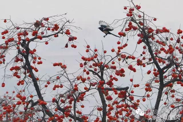 柿子冷落寒风里——稷山游子在深情回望