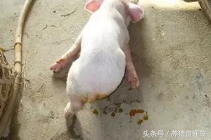 产房仔猪腹泻有哪些原因,产房拉稀怎么办