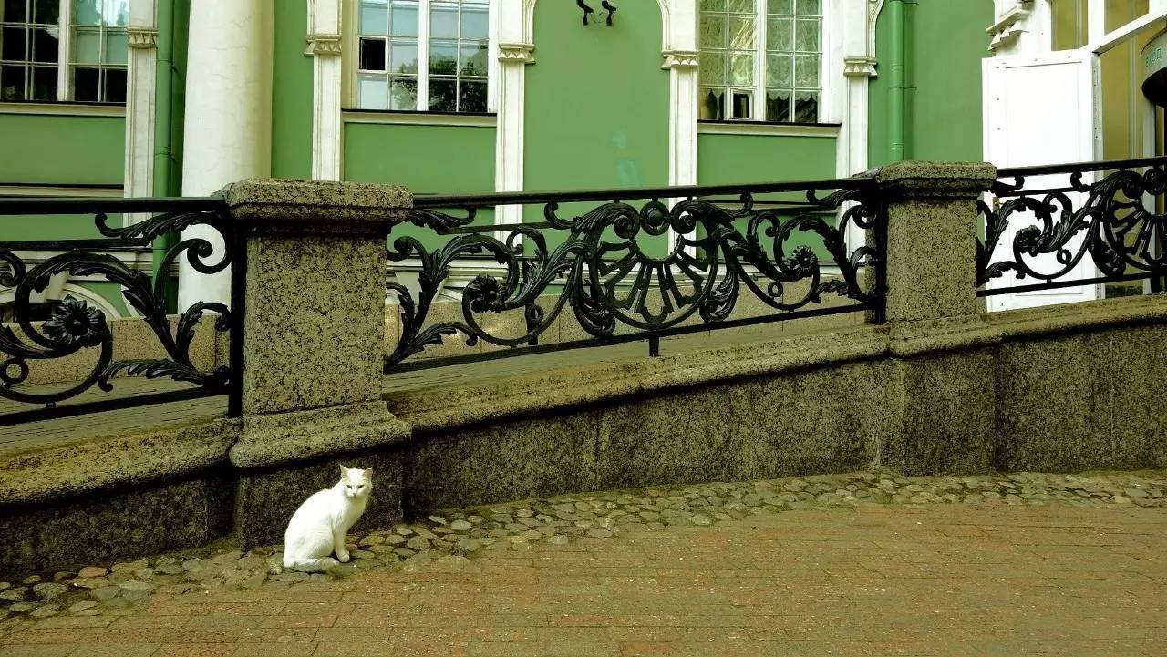 猫奴最多的国家,各国猫奴的生活