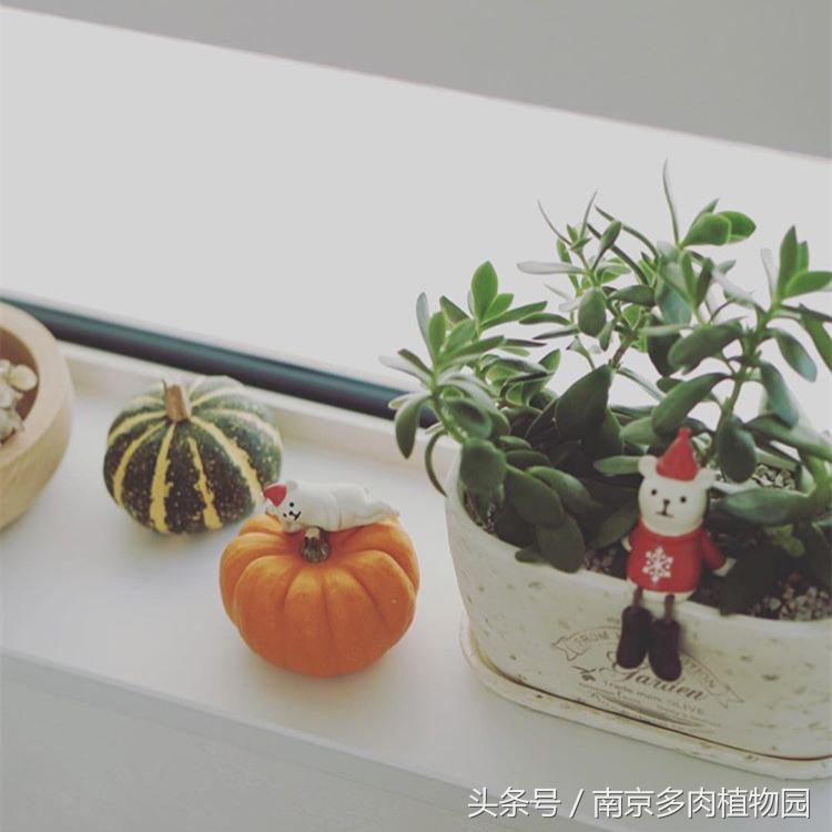 乐高积木成人款植物多肉,小玩具乐高