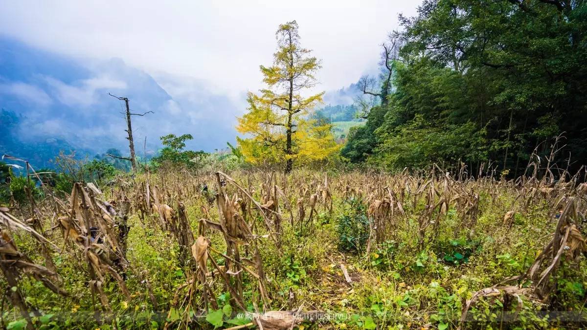 今年最后银杏金秋，现在出发还来得及！