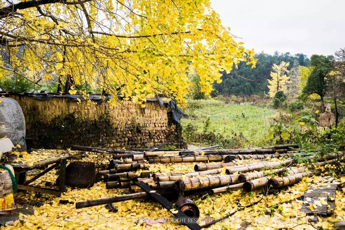 今年最后银杏金秋，现在出发还来得及！