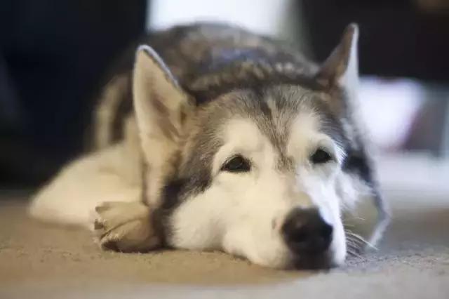 哈士奇的缺点和优点小型犬,狗的品种哈士奇的特点和性格