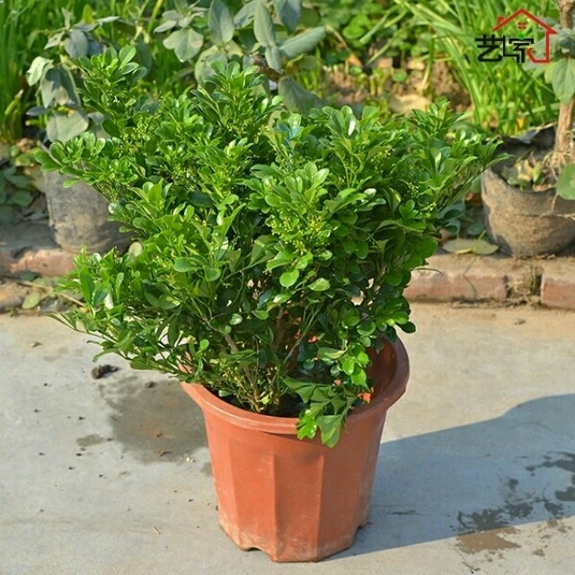 花卉米兰的过冬,养花技巧大全玫瑰花怎么养