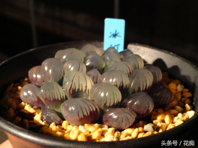 小叶冰灯玉露是冰灯玉露吗,冰灯玉露与雪花冰灯玉露