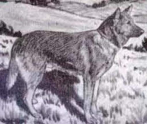 “中国土狗”比“日本土狗”差在哪里？