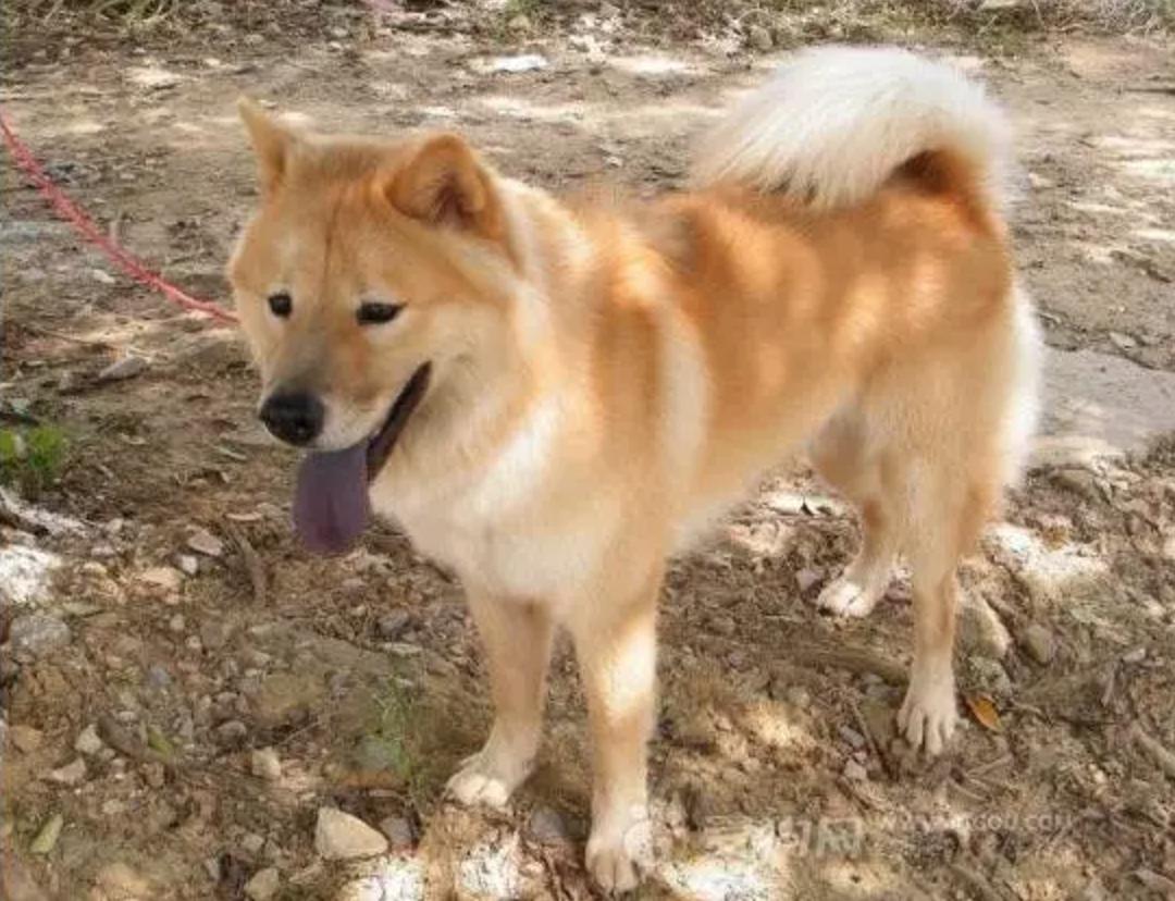 “中国土狗”比“日本土狗”差在哪里？