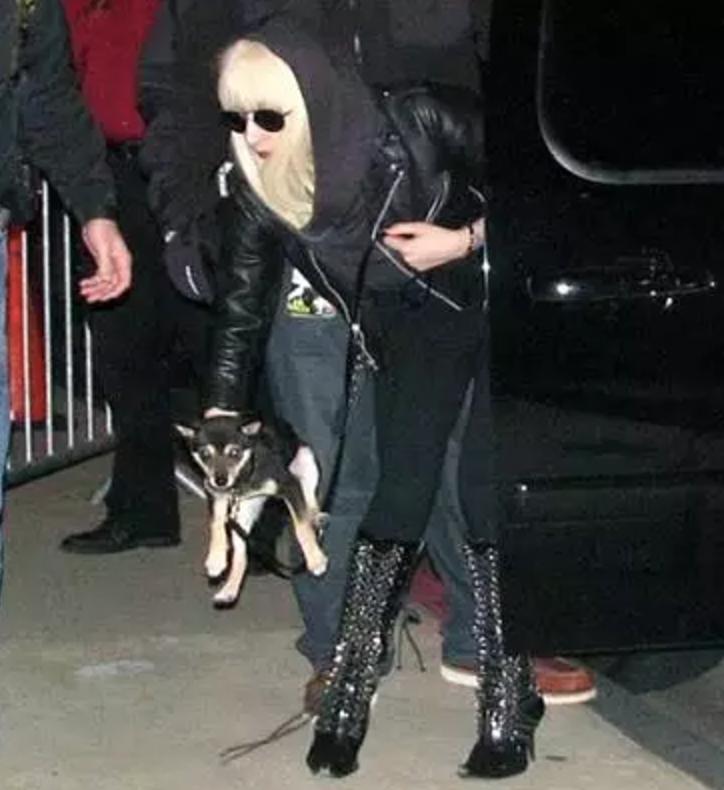 “中国土狗”比“日本土狗”差在哪里？