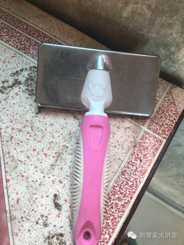 金毛从成年开始养,金毛养成