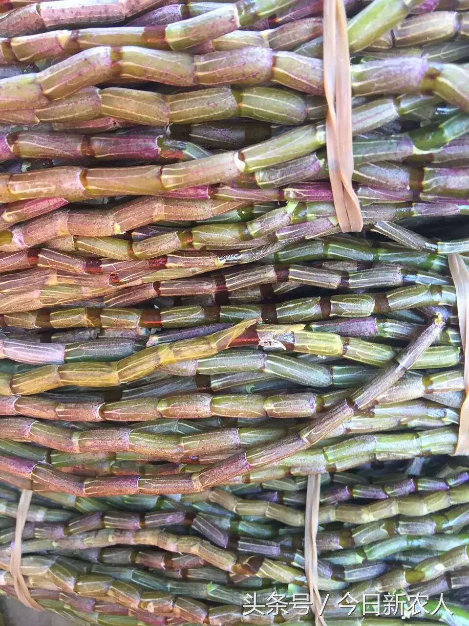 乡村种植农产品有哪些,50亩农田怎么种植多种农产品