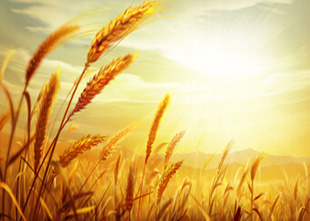 农民没钱种地怎么办,种粮不挣钱谁来种地