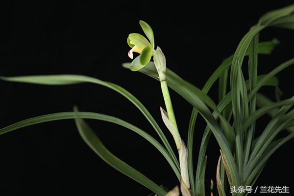 新手养兰的十大技巧,新手养兰的十大基础知识