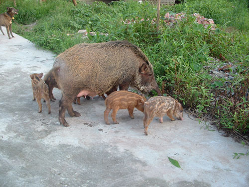 养特种野猪家庭农场致富指南,野猪创业致富