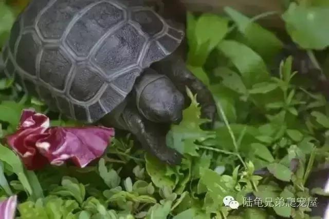 亚达饲养方法及注意事项,如何才可以在中国饲养亚达伯拉