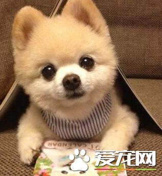 博美犬不可以吃什么东西,博美犬饮食注意事项