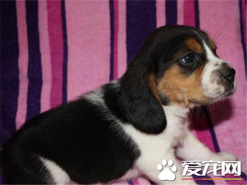 比格犬掉毛厉害吗体味大不大,比格犬有体臭的吗