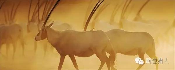 去了迪拜才知道有钱真重要,迪拜是世界上最有钱的地方吗